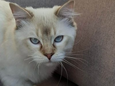Ragdoll cica