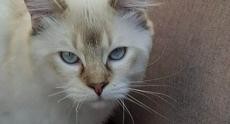 Ragdoll cica