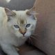 Ragdoll cica