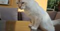 Ragdoll cica
