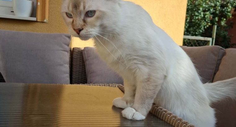 Ragdoll cica