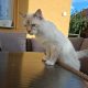 Ragdoll cica