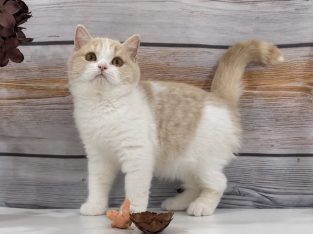 Krém bicolour kandúr
