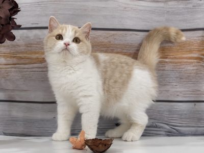 Krém bicolour kandúr