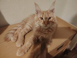 Egon