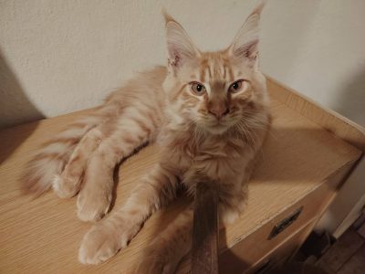 Egon