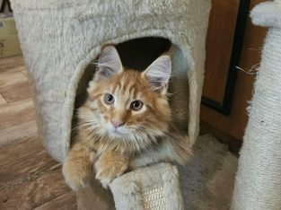 Ezra