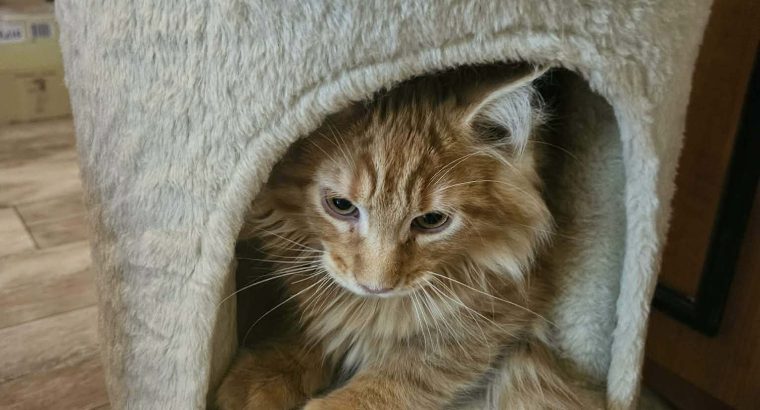 Ezra
