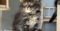 Maine Coon kislány cica