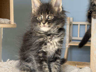 Maine Coon kislány cica