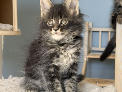 Maine Coon kislány cica