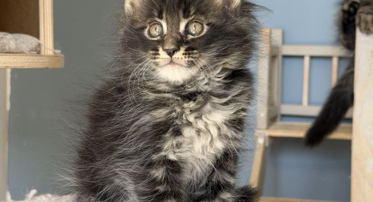 Maine Coon kislány cica
