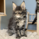 Maine Coon kislány cica