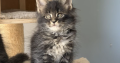 Maine Coon kislány cica