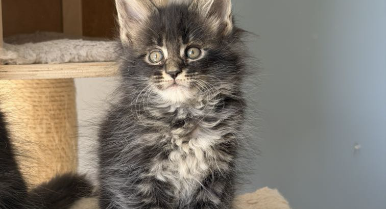 Maine Coon kislány cica