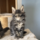 Maine Coon kislány cica