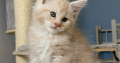 Krém-ezüst maine coon kandúrka