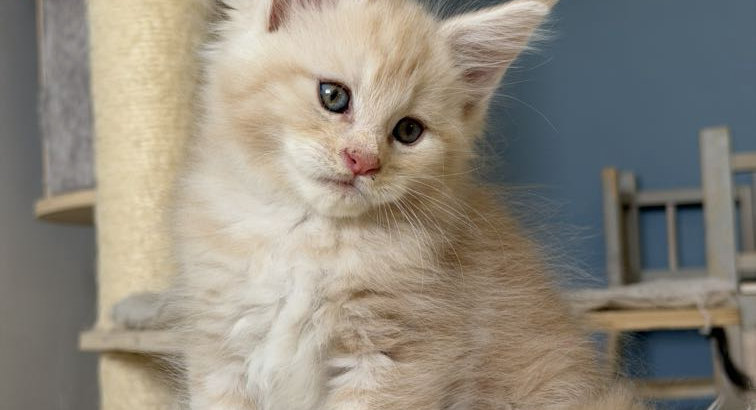 Krém-ezüst maine coon kandúrka