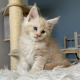 Krém-ezüst maine coon kandúrka