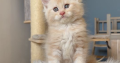 Krém-ezüst maine coon kandúrka