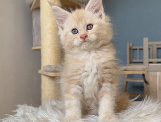 Krém-ezüst maine coon kandúrka