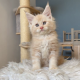 Krém-ezüst maine coon kandúrka