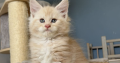 Krém-ezüst maine coon kandúrka