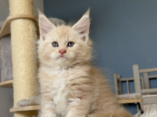 Krém-ezüst maine coon kandúrka
