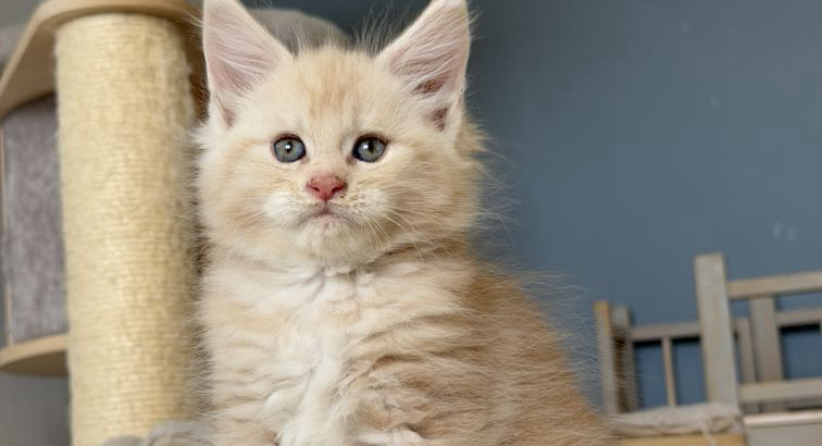 Krém-ezüst maine coon kandúrka