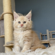 Krém-ezüst maine coon kandúrka