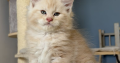 Krém-ezüst maine coon kandúrka
