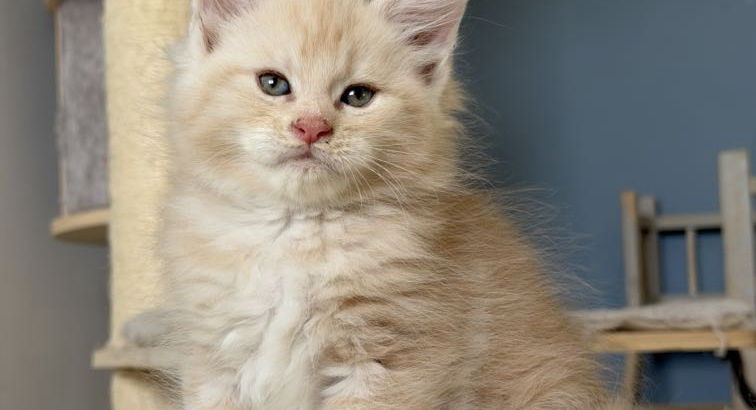 Krém-ezüst maine coon kandúrka