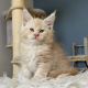 Krém-ezüst maine coon kandúrka