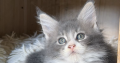 Maine Coon kislány gazdit keres