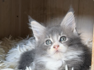 Maine Coon kislány gazdit keres