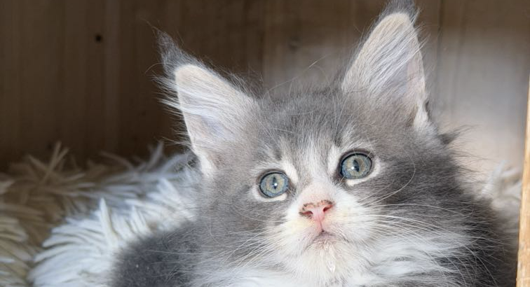 Maine Coon kislány gazdit keres