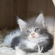 Maine Coon kislány gazdit keres