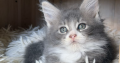 Maine Coon kislány gazdit keres
