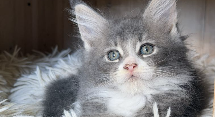 Maine Coon kislány gazdit keres
