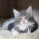 Maine Coon kislány gazdit keres