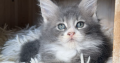 Maine Coon kislány gazdit keres