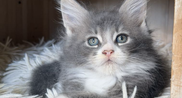 Maine Coon kislány gazdit keres