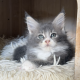 Maine Coon kislány gazdit keres