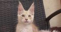 Lux Lior Jasper