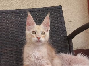 Lux Lior Jasper