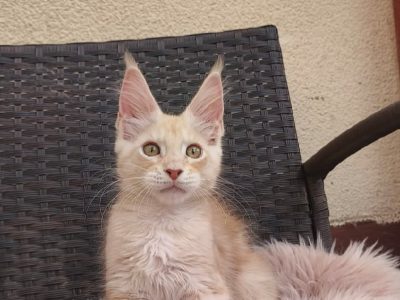 Lux Lior Jasper