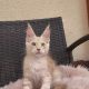 Lux Lior Jasper