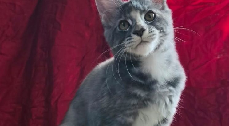 Lux Lior Kleonè