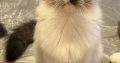 Ragdoll kislány