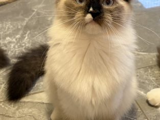 Ragdoll kislány